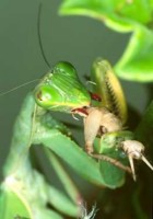 mante religieuse - la lutte biologique
